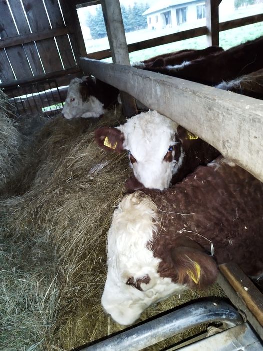 Odsadki Hereford