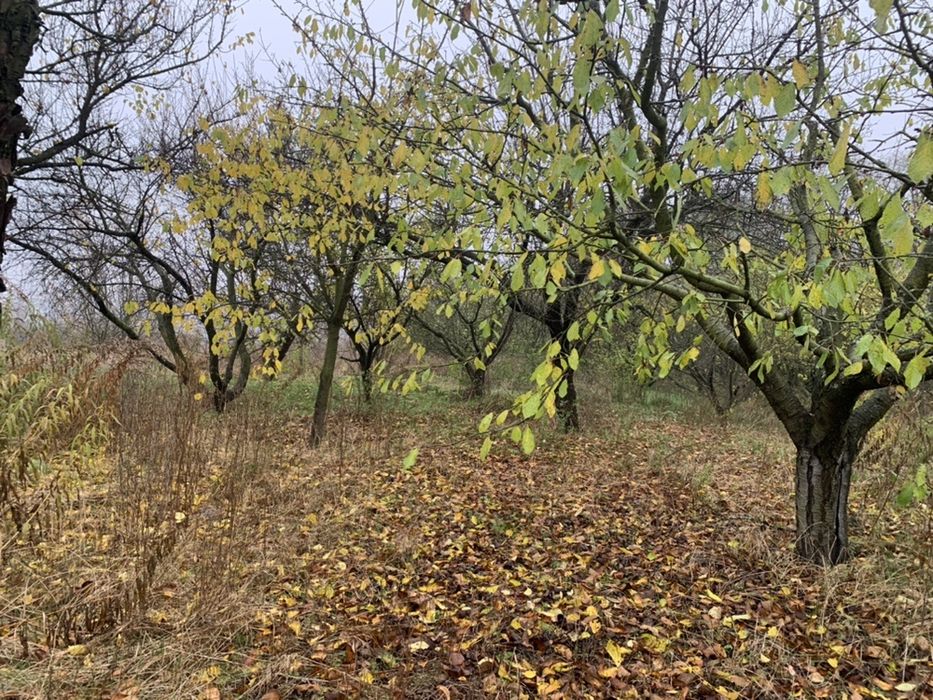 Продам 25 соток с. Музычи Генеральские Дачи - View 4
