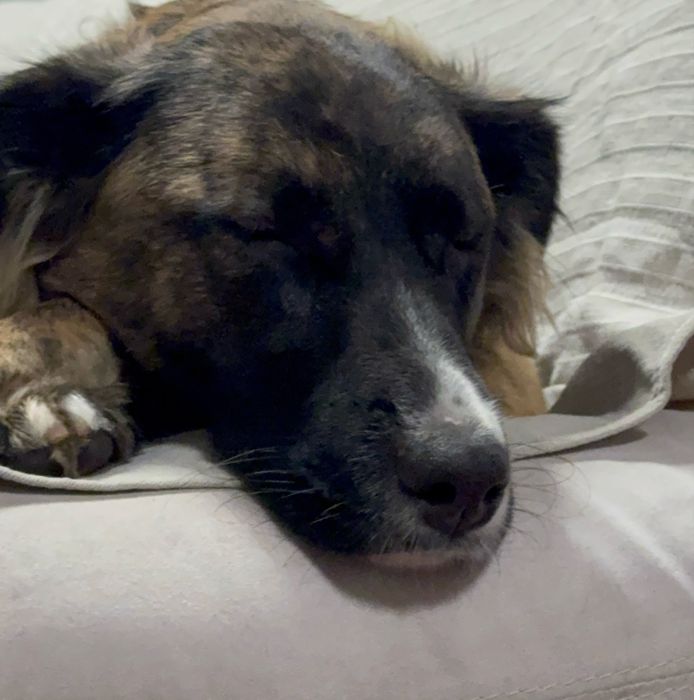 Cadela para adoção