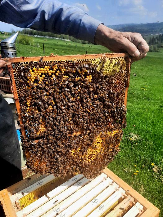 Rodziny pszczele – wiosna 2026 - pszczoły