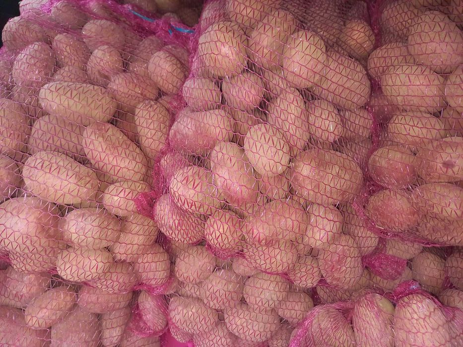 ziemniaki czerwone baltic rose