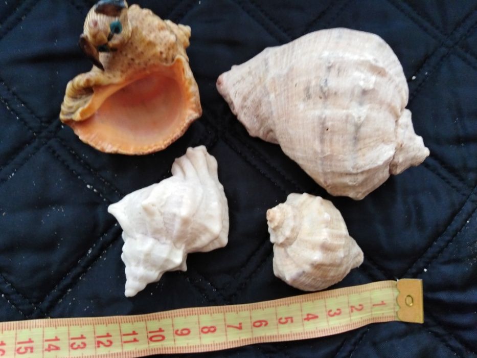 Ракушки океанические,морские