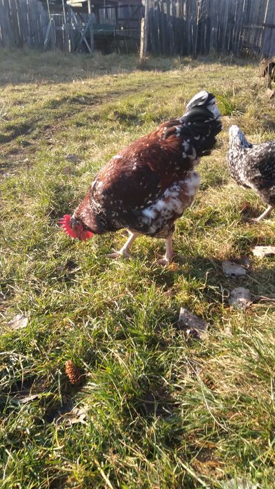 Півні Лівенська ситцева та легорн