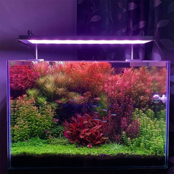 Аквариумные растения разных цветов