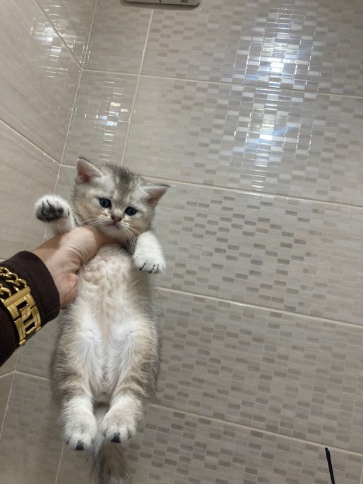 Шиншиловий хлопчик страйт