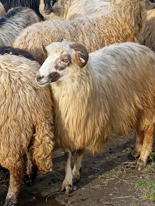 продам вівці Тай ягнята