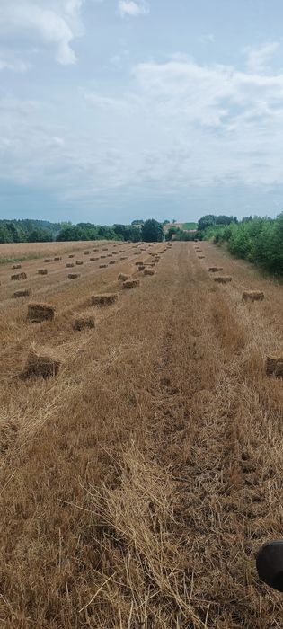 Kostka słomy pszennej