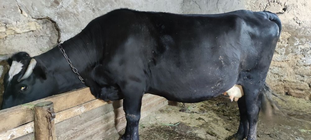 Продам глубоко стельных коров на хозяйство!