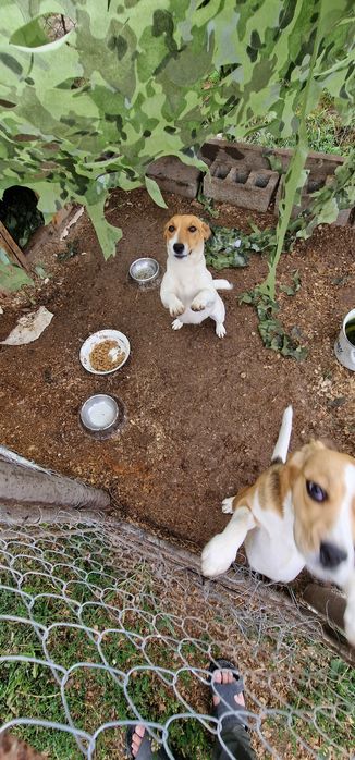 Собака джек рассел Люся