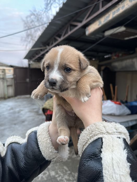 Віддамо цуценят у добрі ручки, які будуть піклуватись