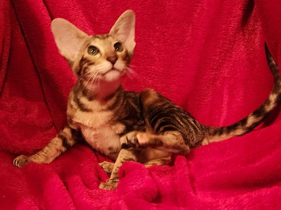 Сіамо Орієнтальна група дівчатка Феліція та Февронія