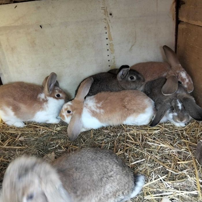 Króliki młode samce i samice