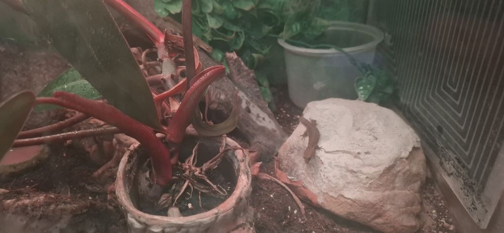Sprzedam terrarium!