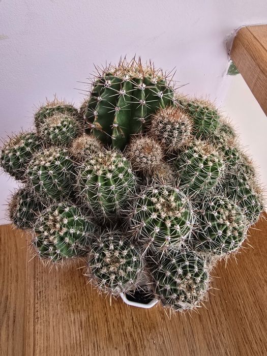 Кактуси композиція