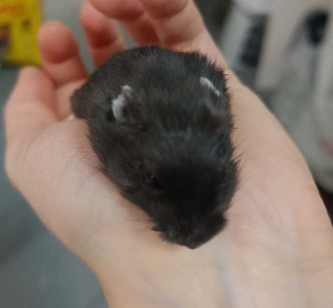Chomik dżungarski GRUBY KOCUR sklep zoologiczny UL. Leska 2