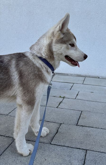 Szczeniak Siberian Husky, suczka z metryką ZKwP