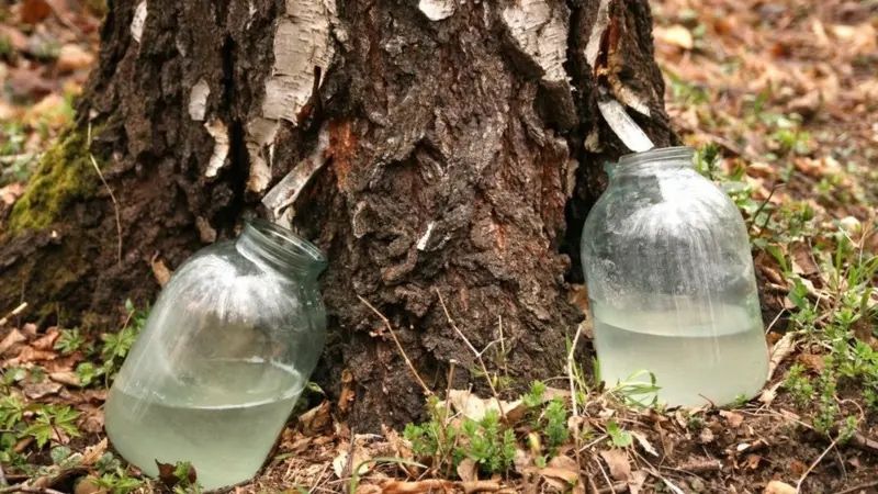 Березовий сік з власного саду