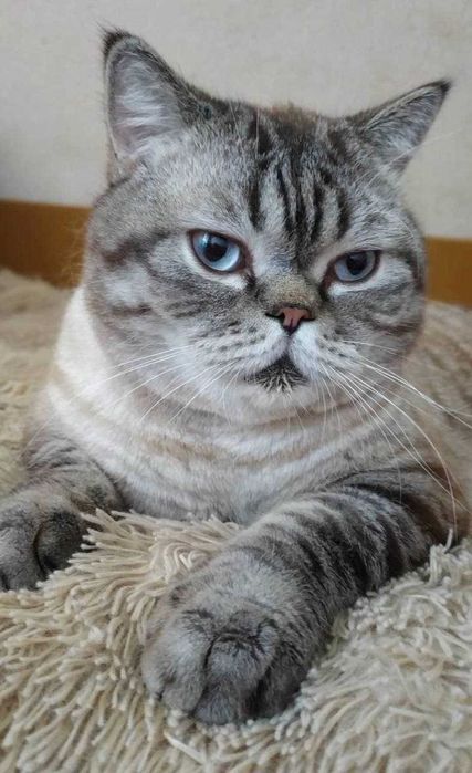 Вигул собак,догляд та годування тварин.Перетримка собак/котів. Зооняня