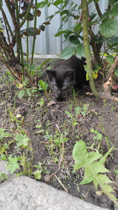 Котик безкоштовно