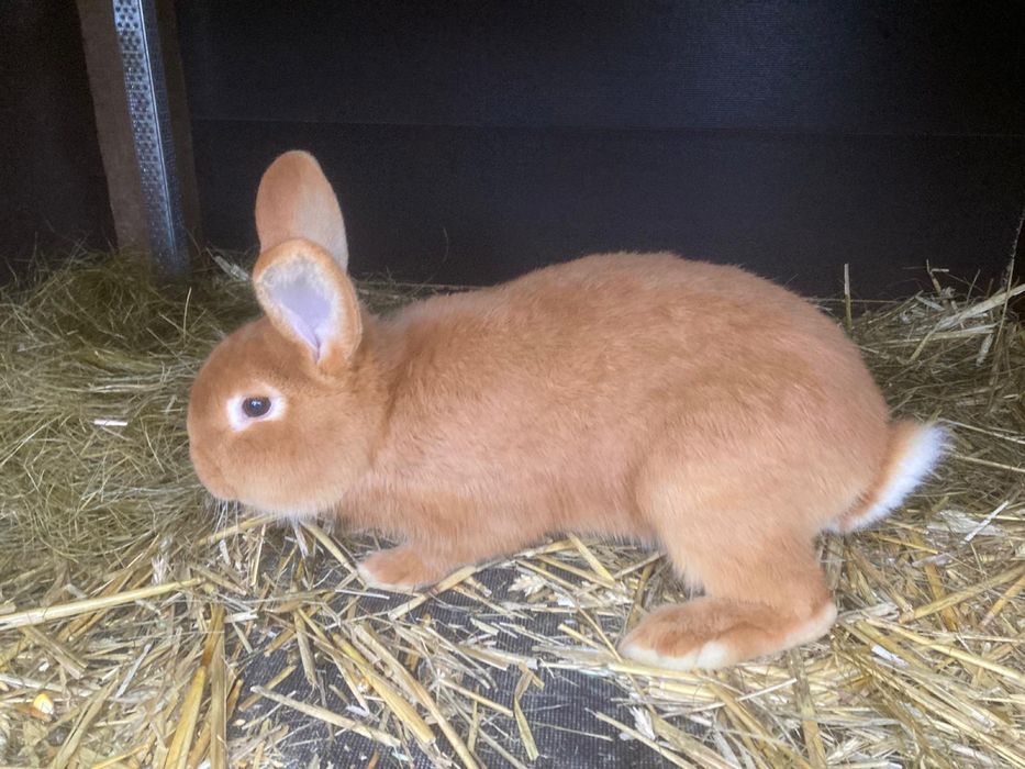 Królik Król Nowozeleancki  Samiec