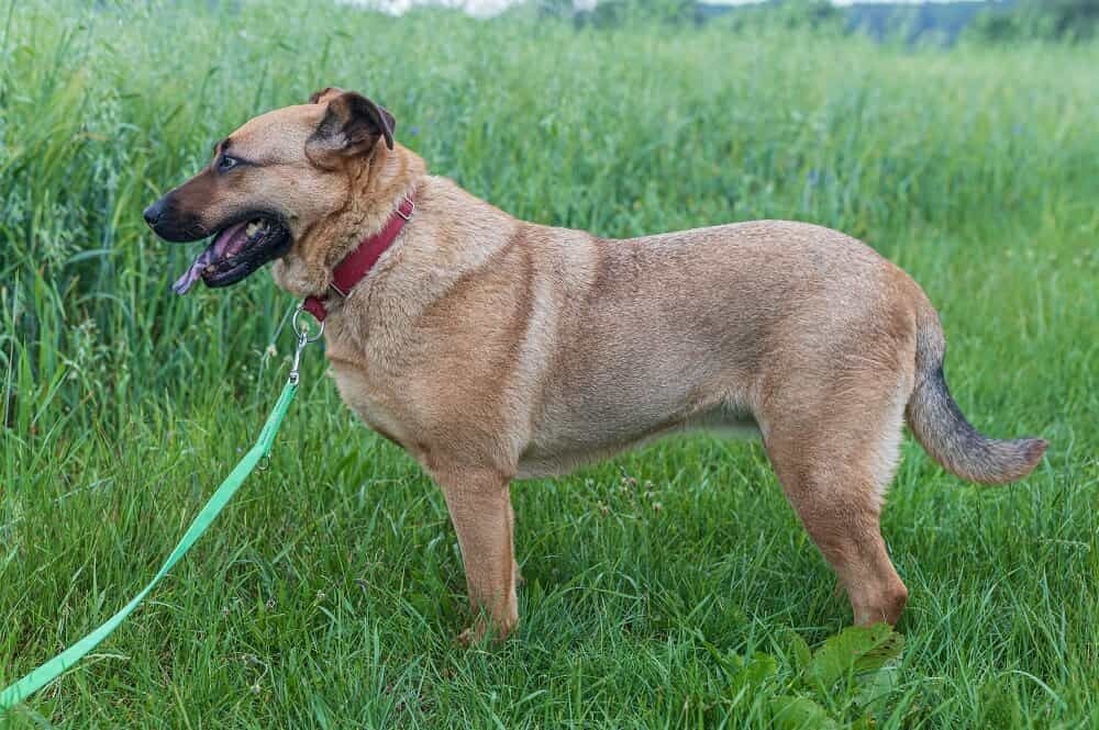 Oddam za darmo- Urocza Gajusia szuka domu