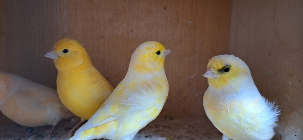 Kanarki samiczki 2024r. I 2025r