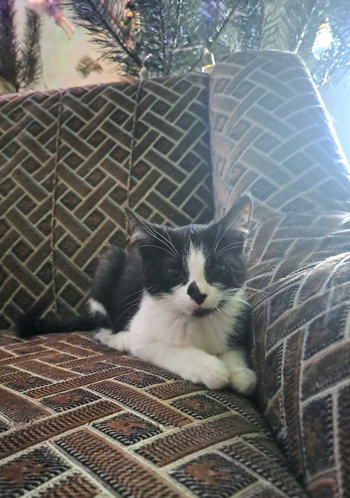 Любчик - ласкавий та грайливий котик