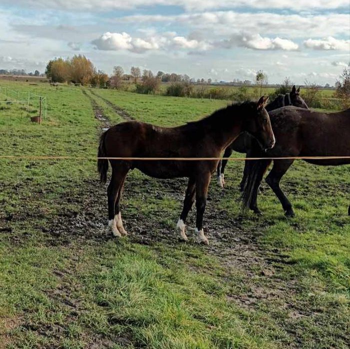 Ogierek 8 miesięczny