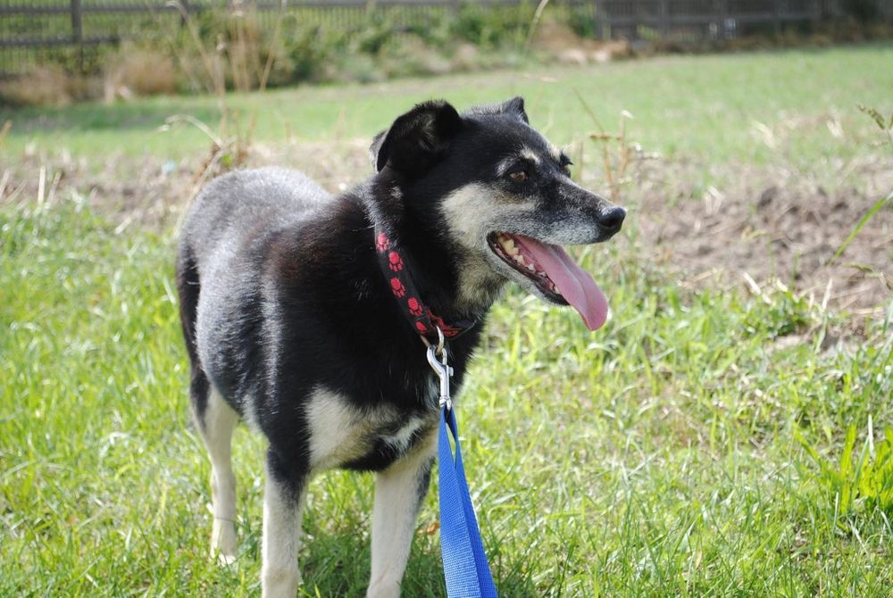 Delikatna , kochana sunia do adopcji