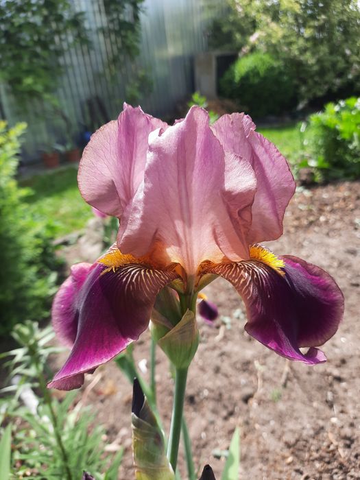 Irysy bródkowe duże