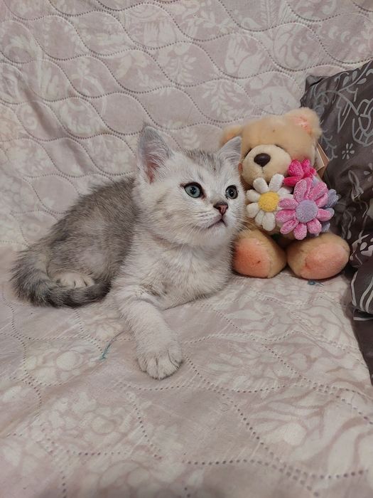 Шотландські шиншилові малючки