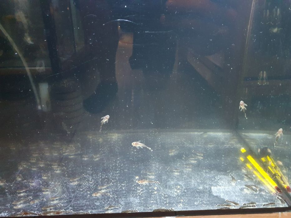 Zbrojnik niebieski glonojad