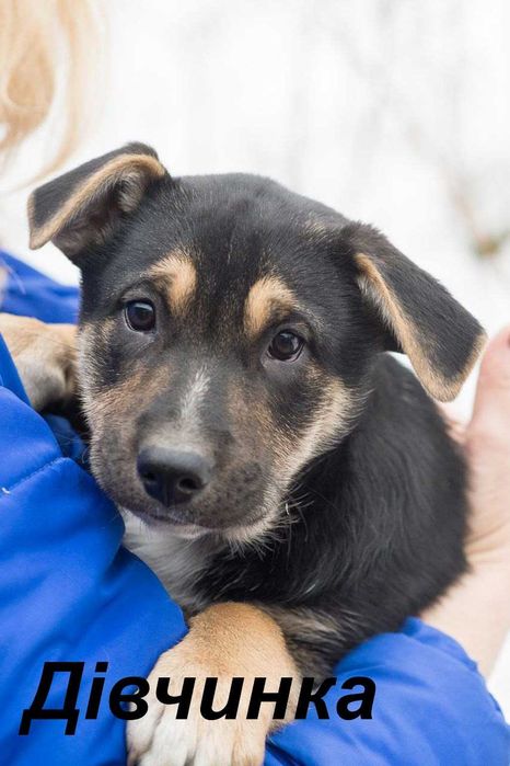 Цуценя 3 місяці шукає дім Бетсі