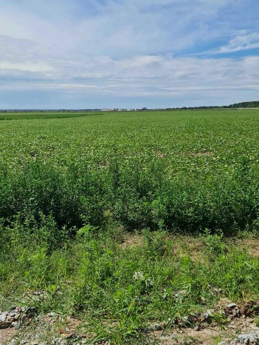Земля під комерцію, 30 соток, Крюківщина, без%. ТУ на світло