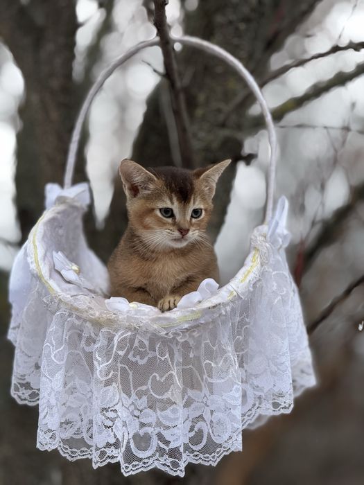 Высматриваем любьящих мам и пап