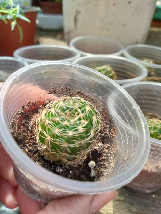 Кактуси в асортименті