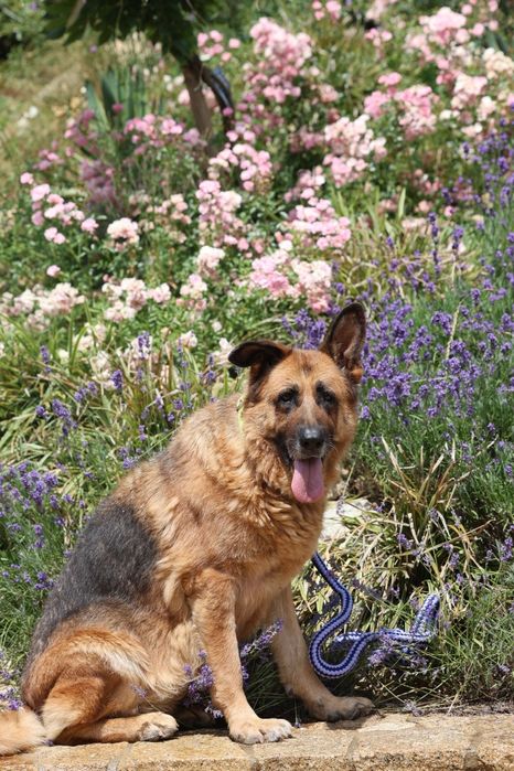 W typie owczarka niemieckiego do adopcji