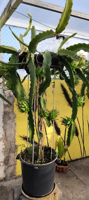 Pitayas brancas, vários tamanhos