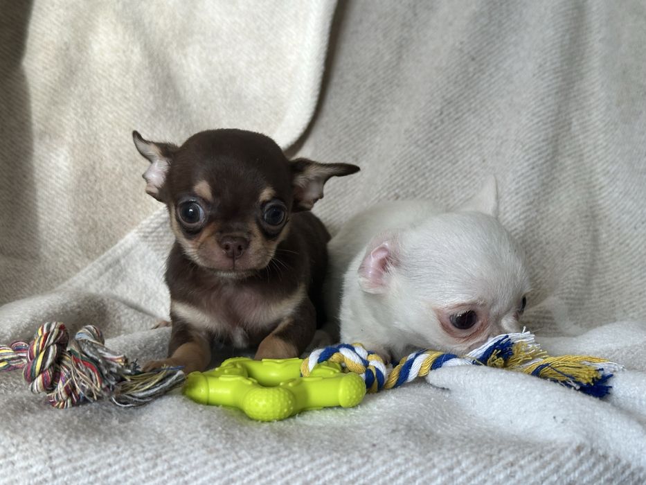 Chihuahua macho miniatura