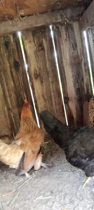 продам курочок,бентамок