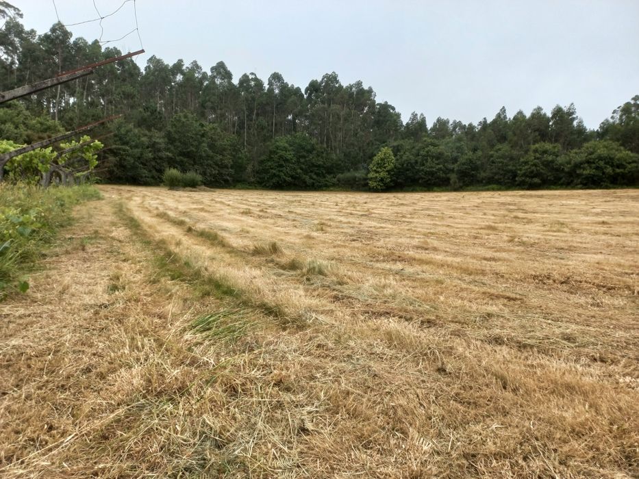 Rolos de feno plastificados 2025