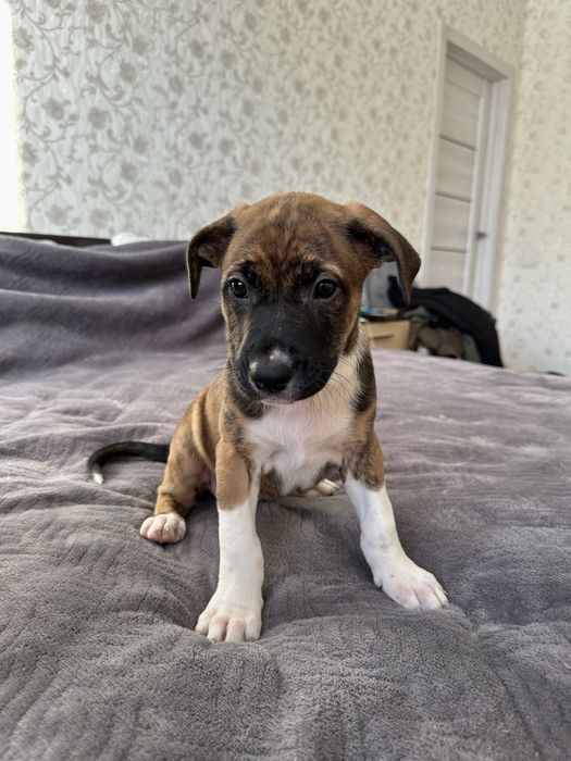 Цуцики   амстафа