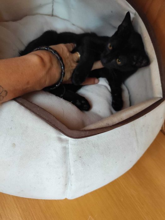 Gata bebé para adoção consciente