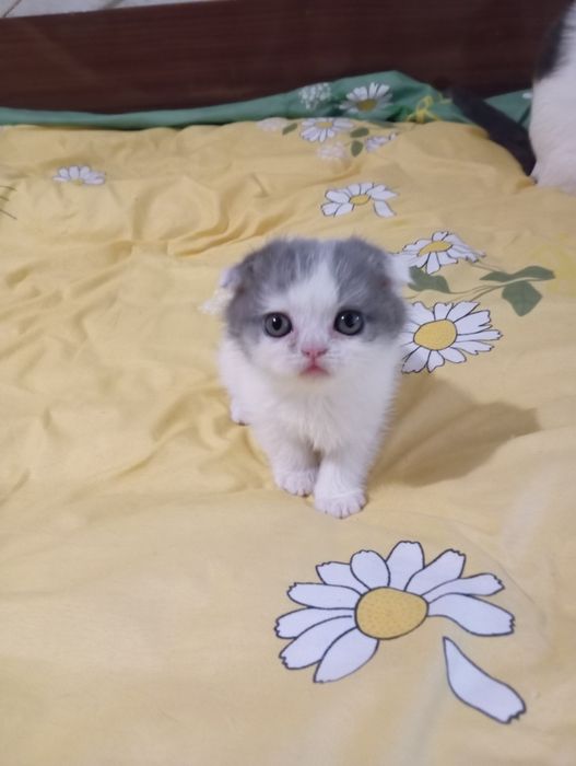 Шотландские котята