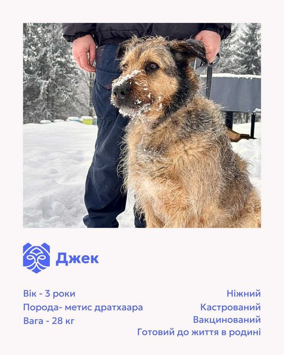 Джек, метис дратхаара, шукає дім