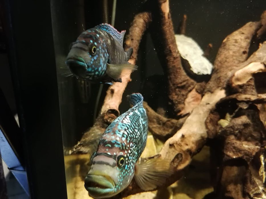 Akwarium - zestaw 2 akwari