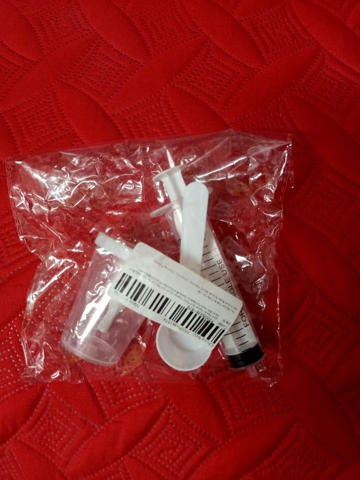 Pássaro aves animais criações