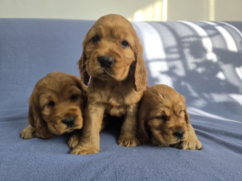 Cocker Spaniel Angielski! Złoty szczeniak!