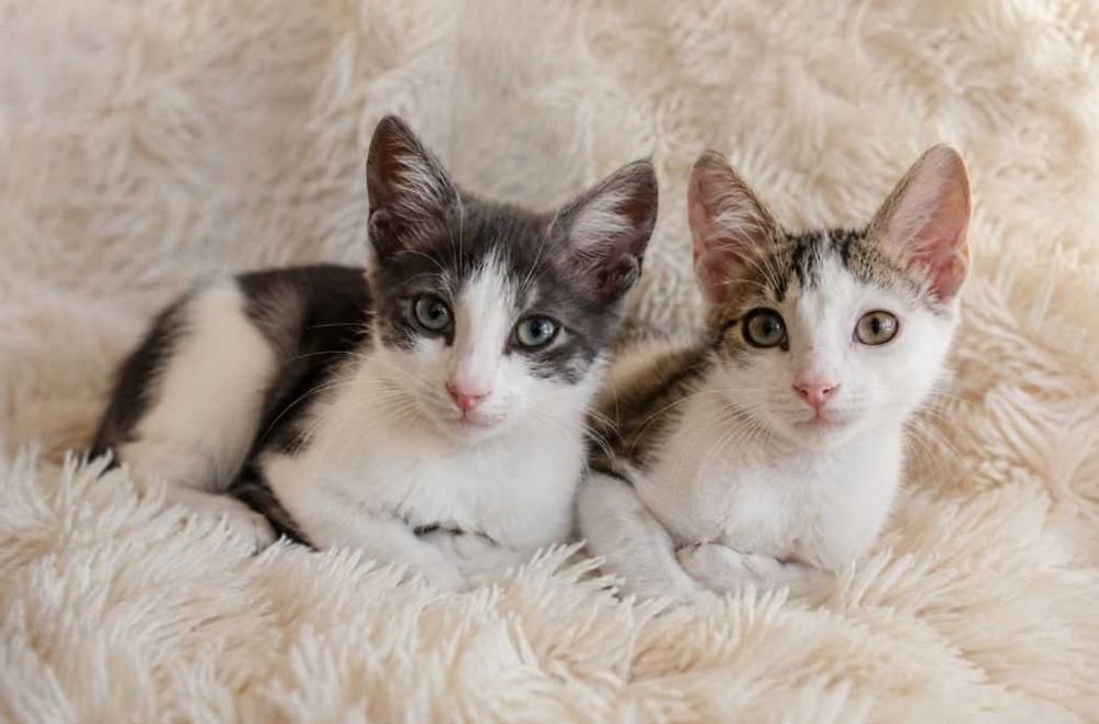 Котенок по имени Сильвер. 3 месяца