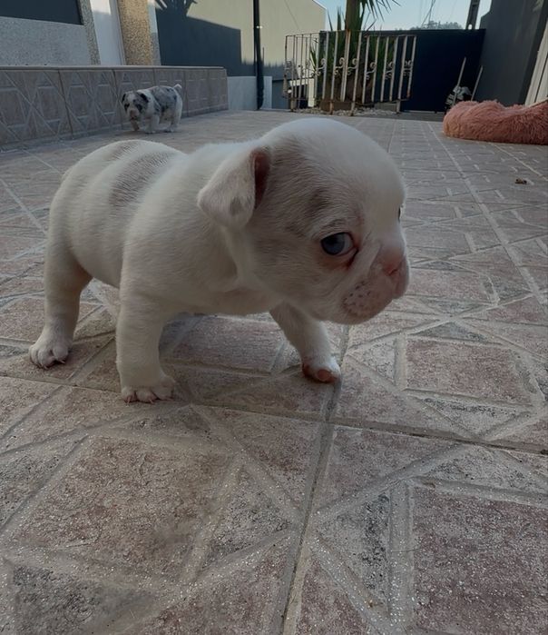 Menino buldog blue pied